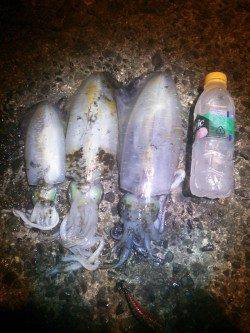 久美浜　エギングのアオリイカはまだまだいけそうな感じ☆