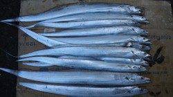 底を丁寧に探ってタチウオGET☆