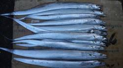 底を丁寧に探ってタチウオGET☆