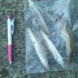 和歌浦漁港で投げ&引き釣り、キス5匹GET