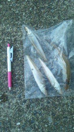 和歌浦漁港で投げ&引き釣り、キス5匹GET