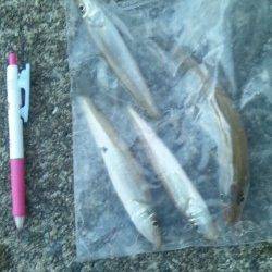 和歌浦漁港で投げ&引き釣り、キス5匹GET