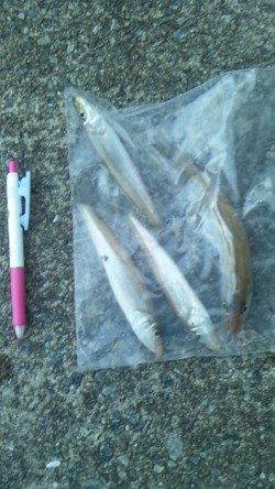 和歌浦漁港で投げ&引き釣り、キス5匹GET