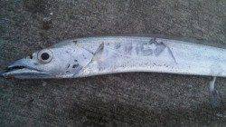 南塩谷でワインド、何とか一匹釣ることが出来ました！