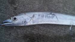 南塩谷でワインド、何とか一匹釣ることが出来…