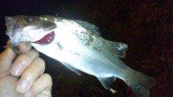 濱ノ瀬漁港でシーバス狙い　サイズは小さめでした…