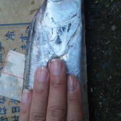 底を丁寧に探ってタチウオGET☆