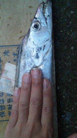 底を丁寧に探ってタチウオGET☆