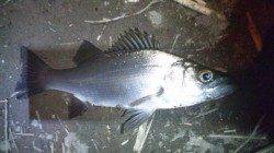 日高川シーバス　渋い中何とか一匹ゲット！