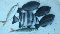 濱ノ瀬漁港でフカセ釣り【強風で苦労しました;】