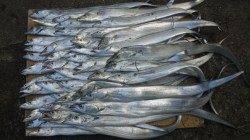 南塩谷タチウオ好釣中！ワインドで当たり多発！