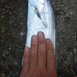 南塩谷タチウオ好釣中！ワインドで当たり多発！