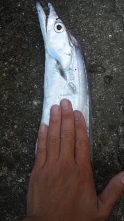 南塩谷タチウオ好釣中！ワインドで当たり多発…