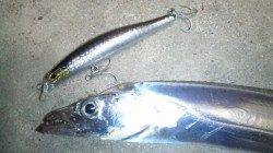 タチウオ狙い！風が強い中1匹GET！