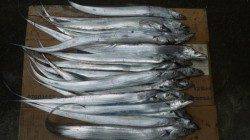 南塩谷　待ちに待ったタチウオの群れ　夜明けから爆釣モード！