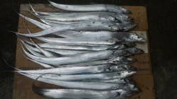 南塩谷　待ちに待ったタチウオの群れ　夜明け…