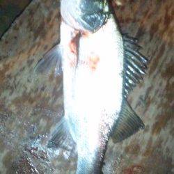 濱ノ瀬漁港でシーバス狙い　サイズは小さめでした…