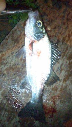 濱ノ瀬漁港でシーバス狙い　サイズは小さめでした…