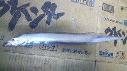 タチウオ狙い！風が強い中1匹GET！