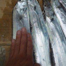 南塩谷　待ちに待ったタチウオの群れ　夜明けから爆釣モード！