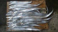 南塩谷、タチウオ絶好調！！