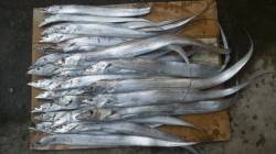 南塩谷、タチウオ絶好調！！