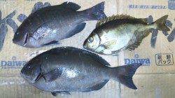 三尾の地磯でフカセ釣り　本命のグレGET！