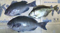 三尾の地磯でフカセ釣り　本命のグレGET！…