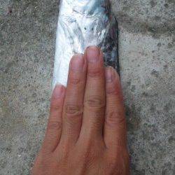 南塩谷、タチウオ絶好調！！