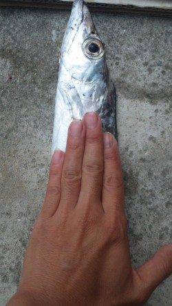 南塩谷、タチウオ絶好調！！