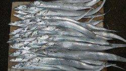 南塩谷でワインド、夜明けとともにアタリ連発！！