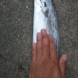 南塩谷でワインド、夜明けとともにアタリ連発！！