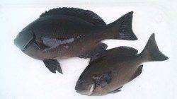 三尾の地磯にてグレのフカセ釣り　