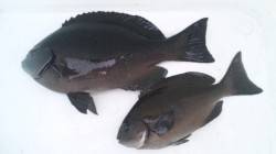 三尾の地磯にてグレのフカセ釣り　