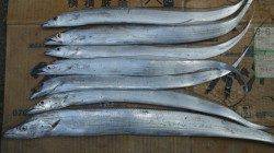 南塩谷のタチウオワインド、カラーローテーションで数拾って