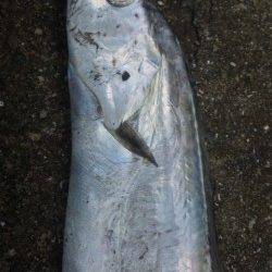 南塩谷のタチウオワインド、カラーローテーションで数拾って