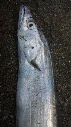 南塩谷のタチウオワインド、カラーローテーションで数拾って