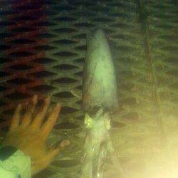 とっとパーク小島　タチウオ・アオリ・アジなどで魚種豊富な釣果