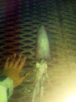 とっとパーク小島　タチウオ・アオリ・アジなどで魚種豊富な釣果