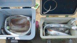 南塩谷　好調のタチウオを狙ってワインド釣行