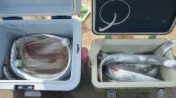 南塩谷　好調のタチウオを狙ってワインド釣行…