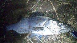 日高川河口にルアーでスズキ狙い