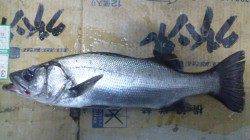 日高川河口にルアーでスズキ狙い