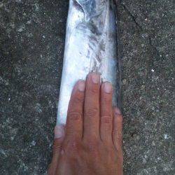 ワインドでタチウオ爆釣！メーターオーバーも出ました！