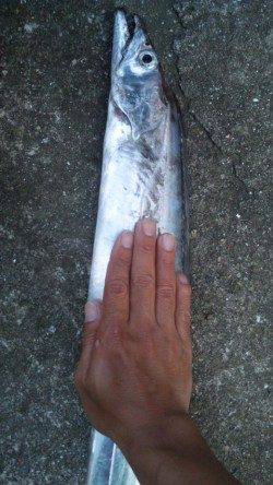 ワインドでタチウオ爆釣！メーターオーバーも出ました！