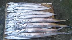 ワインドでタチウオ爆釣！メーターオーバーも…