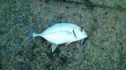 河口付近でメッキ狙い、単発でしたがきました！