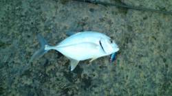 河口付近でメッキ狙い、単発でしたがきました…