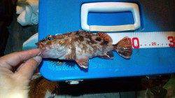 舞洲でのアジング、ガシラとアジの釣果