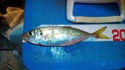 舞洲でのアジング、ガシラとアジの釣果